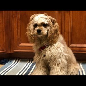 Meet your Posher, Kristina